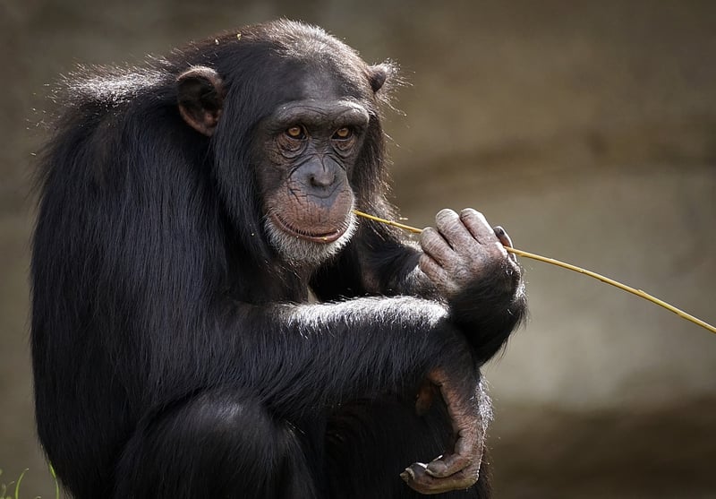 Intelligent Species